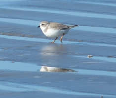 Piping Plover